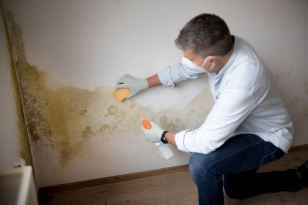 Best Environmental Consulting for Mold Prevention  in Freeport, FL